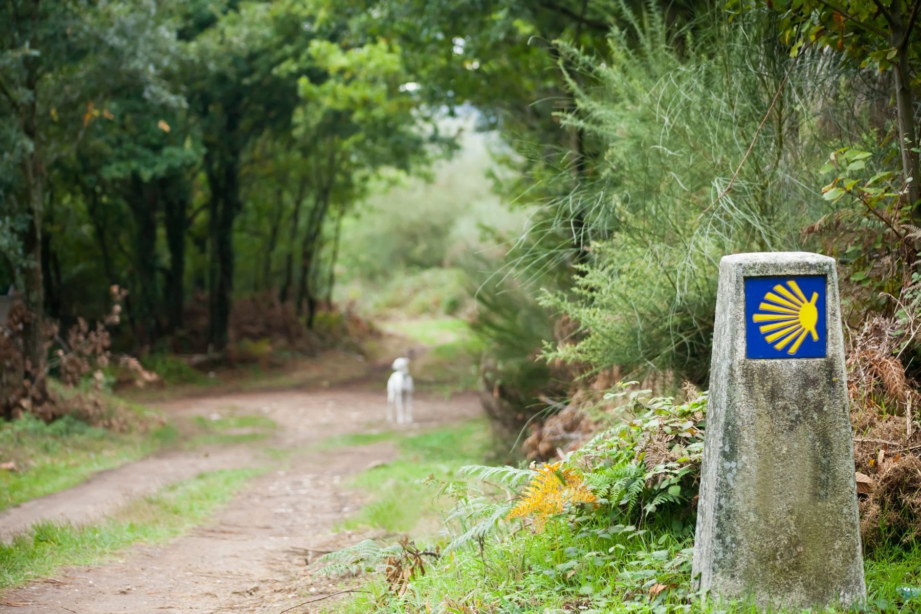 Portuguese Coastal Way: Stage 4 – Viana do Castelo to A Guarda